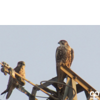 گونه بالابان Saker Falcon